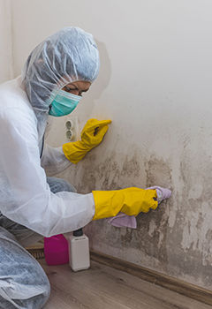 Mold Removal Services in Monrovia